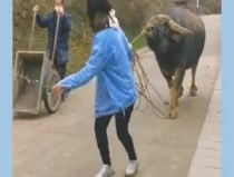 小姐姐骑牛,小姐姐的骑牛奇遇记